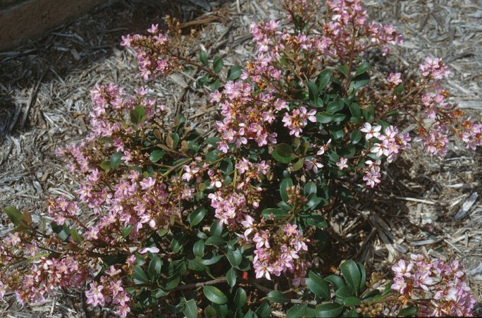 Plant photo of: Rhaphiolepis indica 'Ballerina'