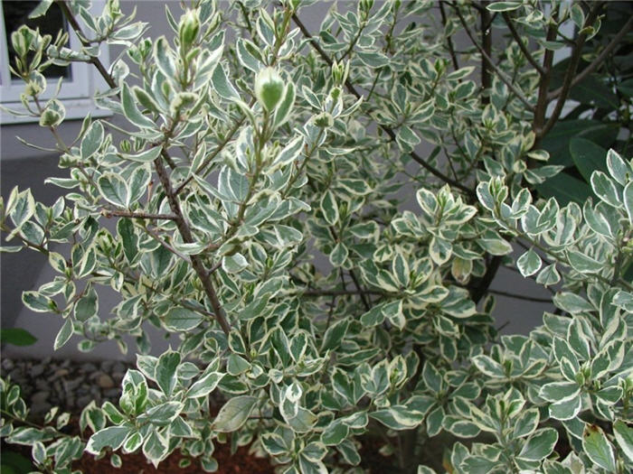 Plant photo of: Rhamnus alaternus ' Variegata'