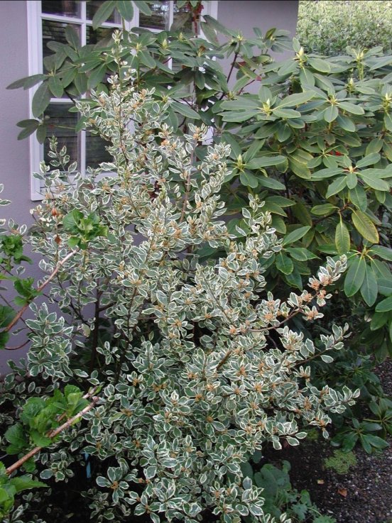 Plant photo of: Rhamnus alaternus ' Variegata'