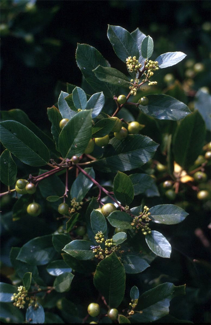Plant photo of: Rhamnus californica