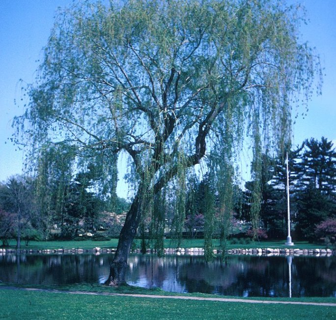 Plant photo of: Salix babylonica