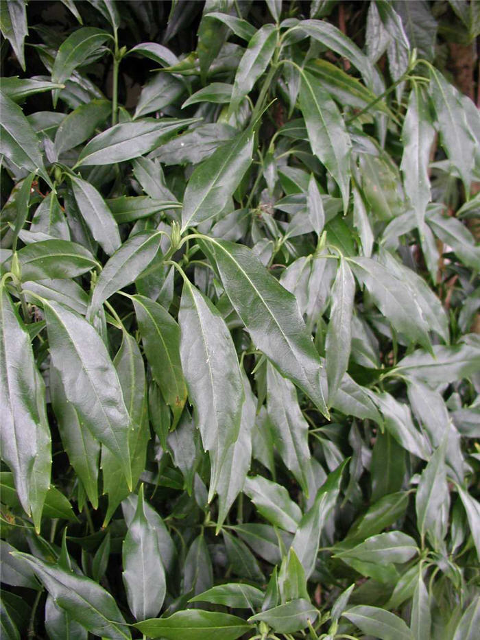 Plant photo of: Aucuba japonica
