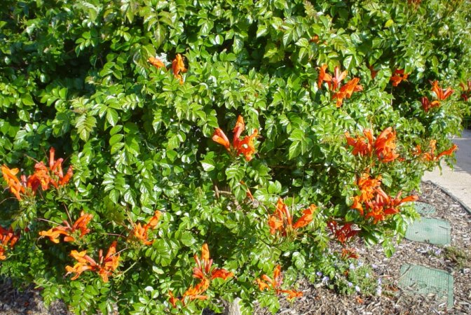 Plant photo of: Tecoma capensis