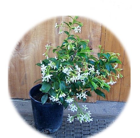 Plant photo of: Trachelospermum jasminoides