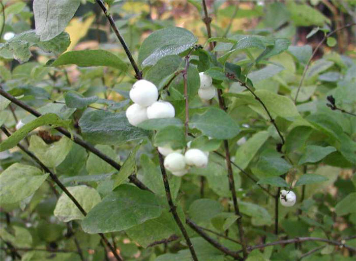Common Snowberry or Waxberry