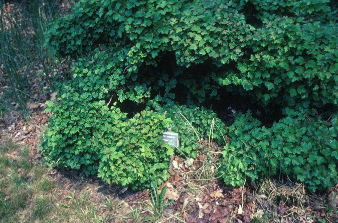 Dwarf European or Hedge Viburnum