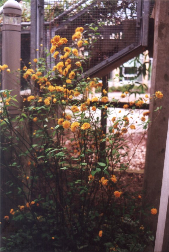 Plant photo of: Kerria japonica 'Pleniflora'
