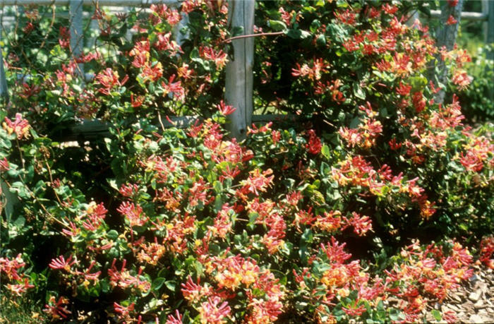 Goldflame or Coral Honeysuckle