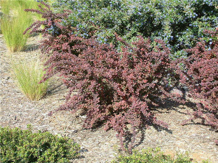 Plant photo of: Berberis thunbergii 'Atropurpurea'