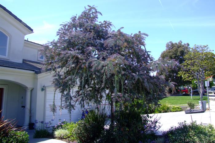 Purple-Leaf Acacia