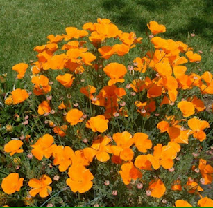 Cal Native Plants