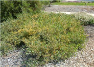 Carpet Acacia
