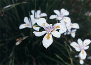 Butterfly Iris or Fortnight Lily