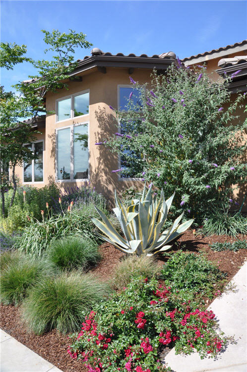 Butterfly Bush and Friends