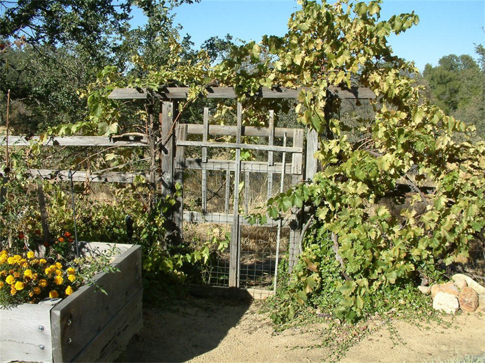 Funky Chicken Veggie Garden Fence