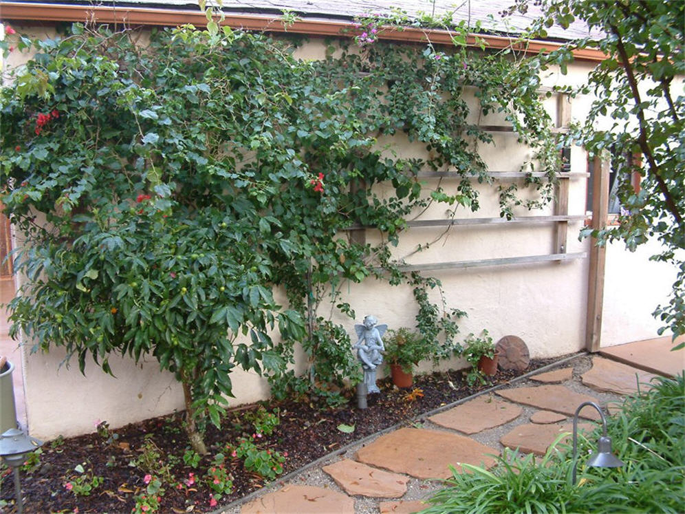 Espalier on the Garage Wall