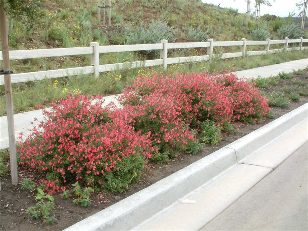 Red Star Salvia