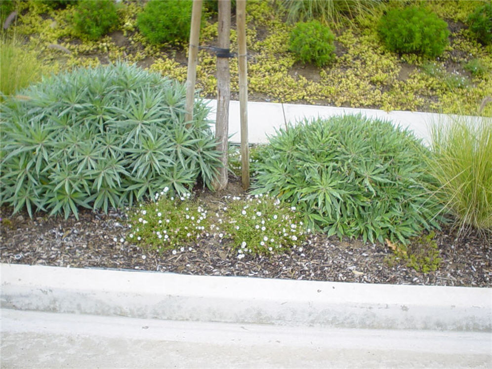 Pride of Madeira and Santa Barbara Daisy