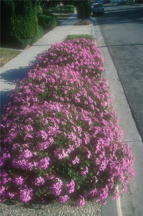 Pink Geranium