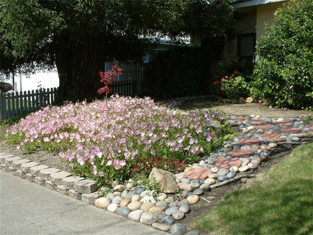 Mexican Poppy in the Front Yard