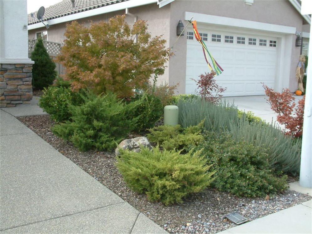 Side of Driveway Plantings