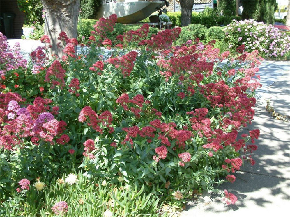 Centranthus Corner