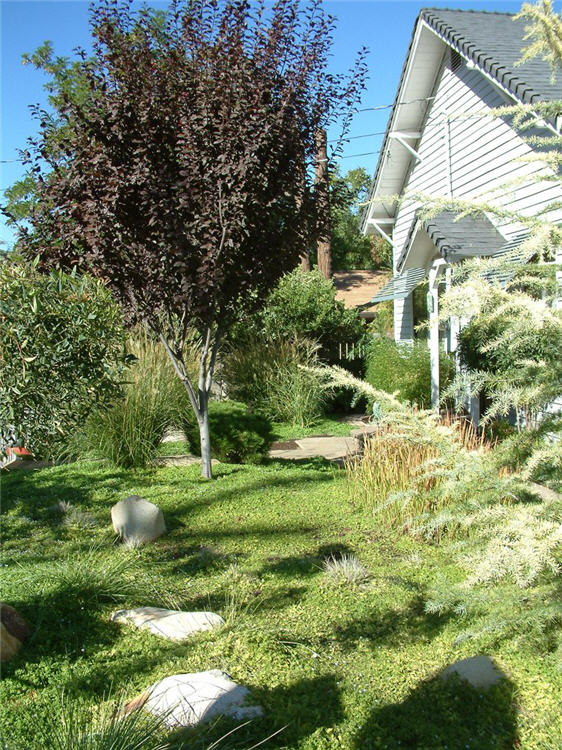 Garden Meadow Tall View