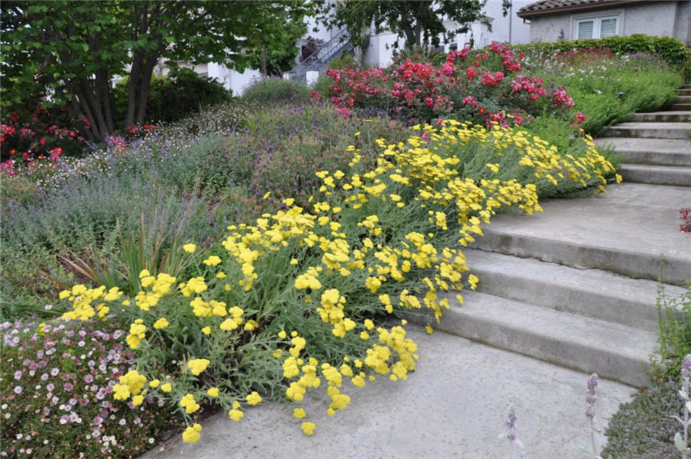 Yellow Lined Walk