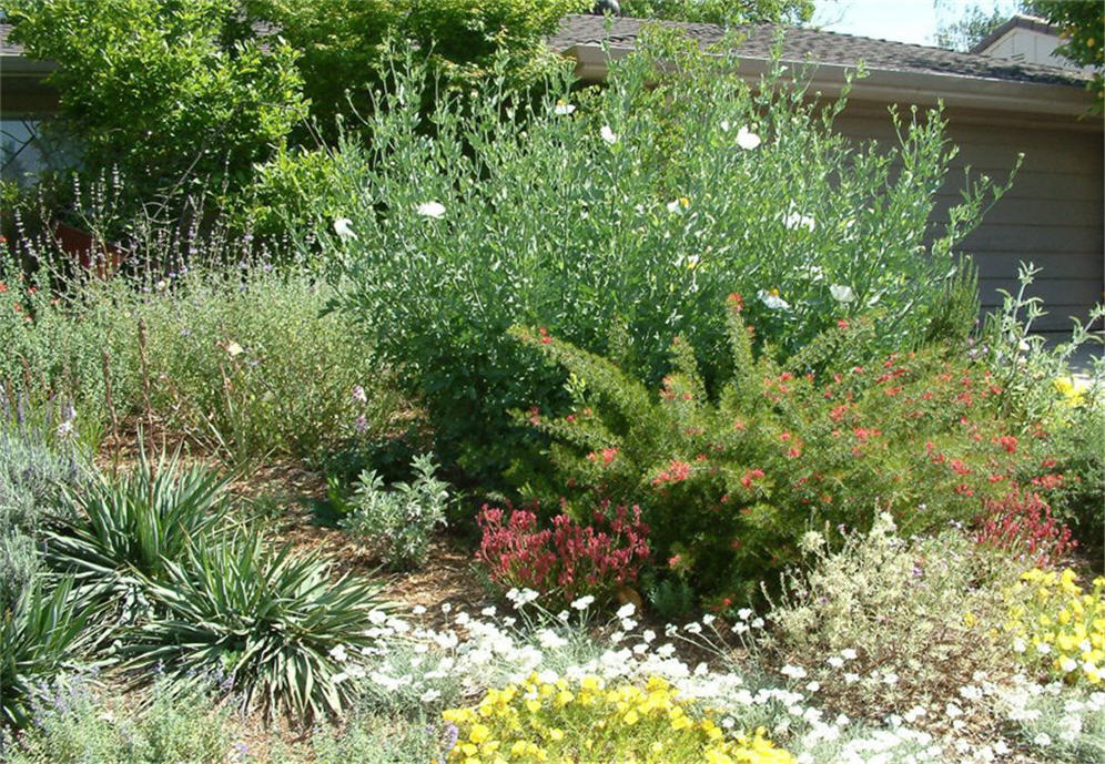 Grevillea and Matilija Poppy