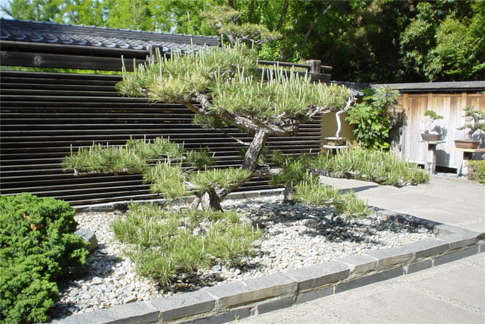 Black Pine Zen Garden