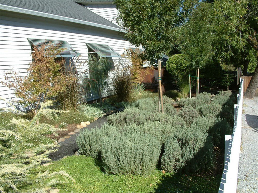 Side Yard Lavenders