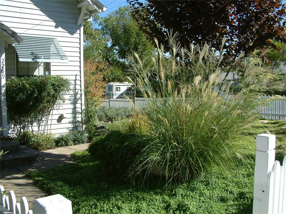 Grass Display Entry