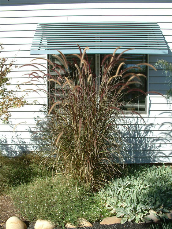 Tall Grass Display