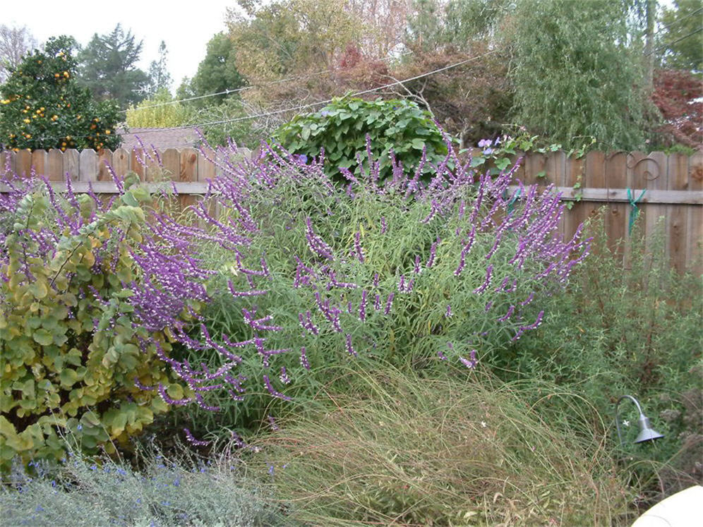 Salvia Explosion in Fall