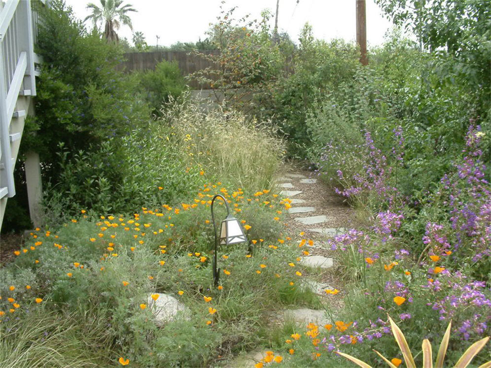 Backyard Native Meadow Garden