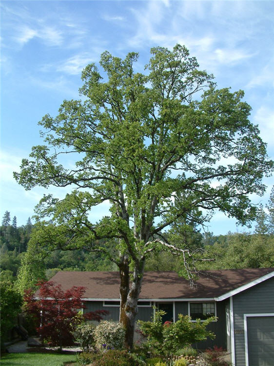 Magnicient Oak