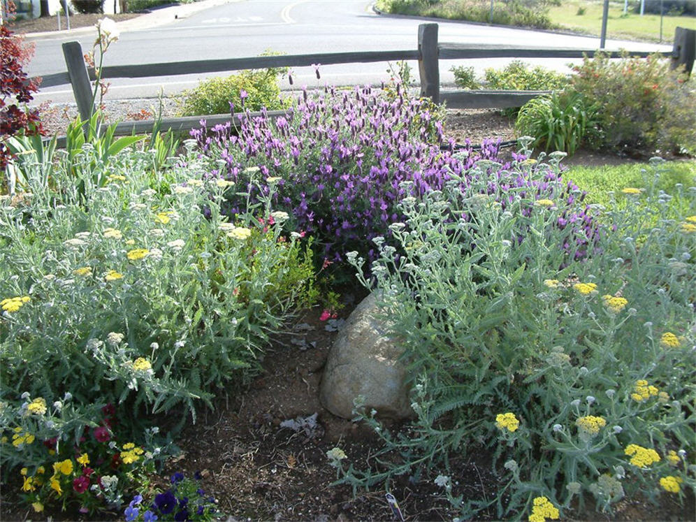 Lavender and Yarrow