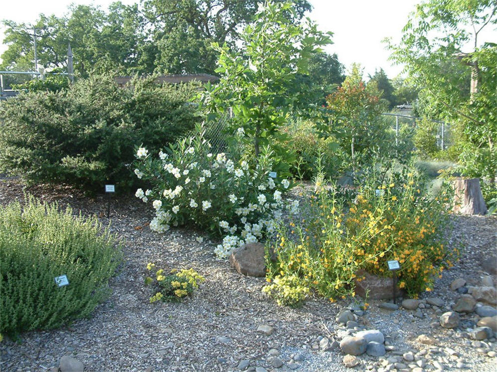 Native Plants at Fair Oaks