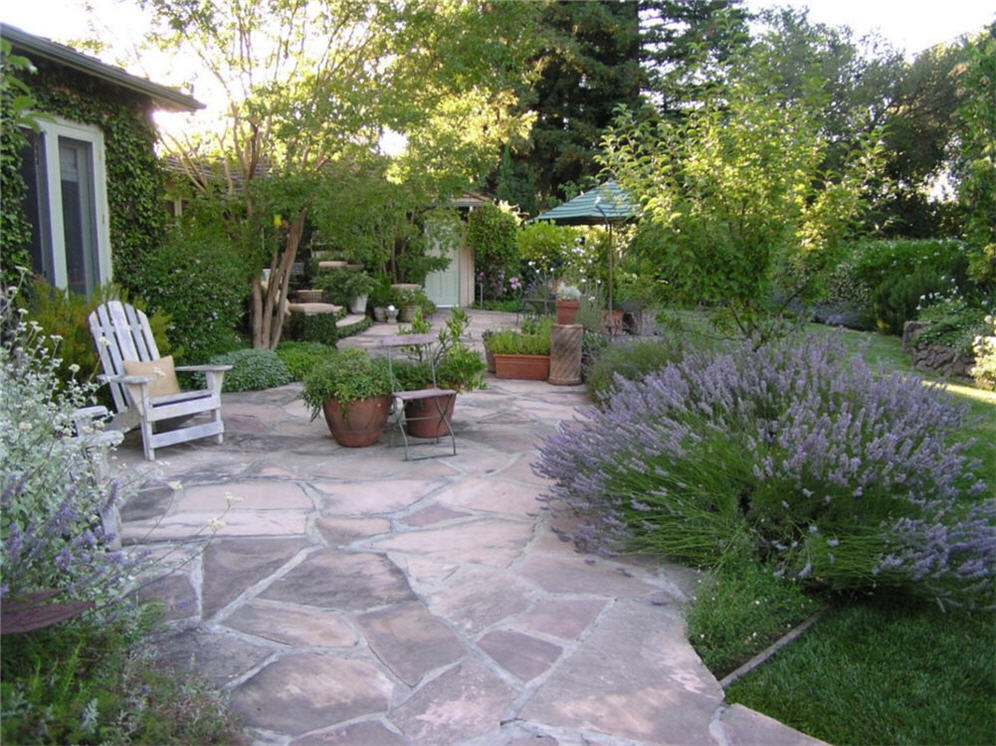 Lavender in the Patio