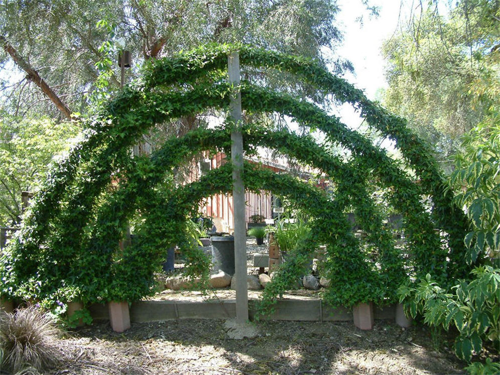 Half Circle Espalier