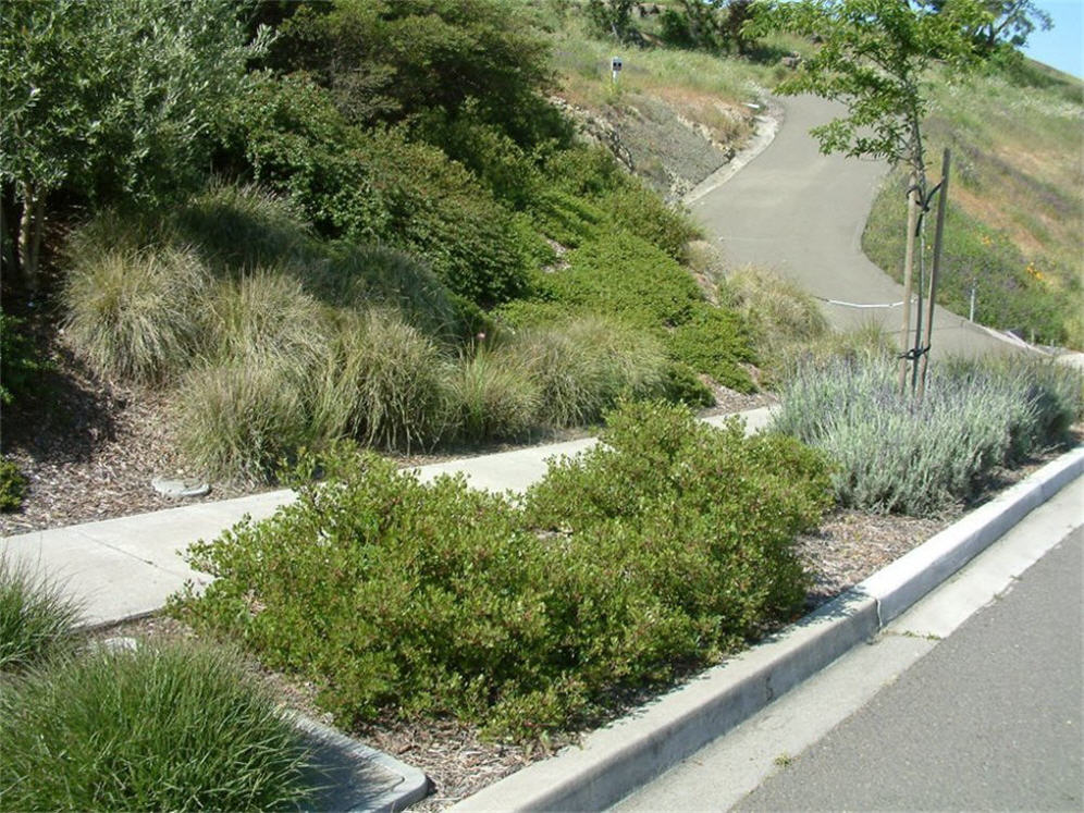 Xeriscape Strip