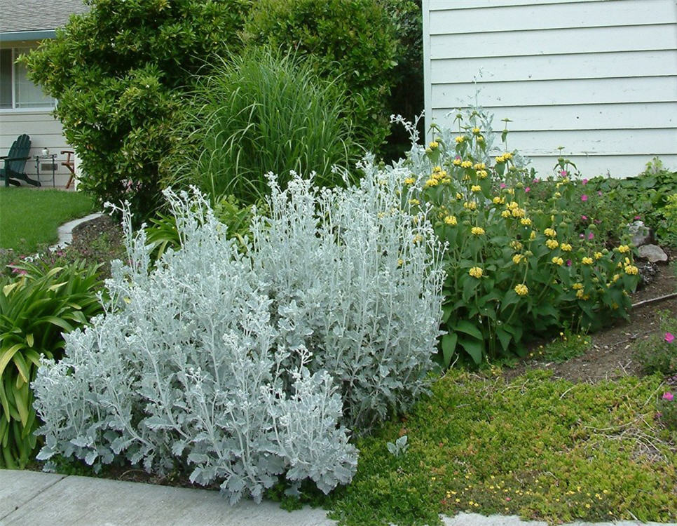 Dusty Miller and Sage