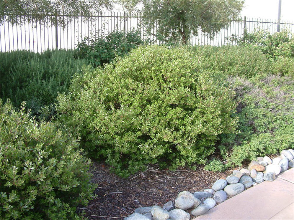 Shrub Border at Antelope Gardens