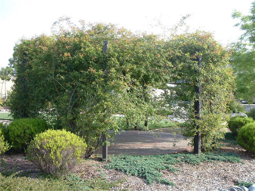 Vine Display at Antelope Gardens