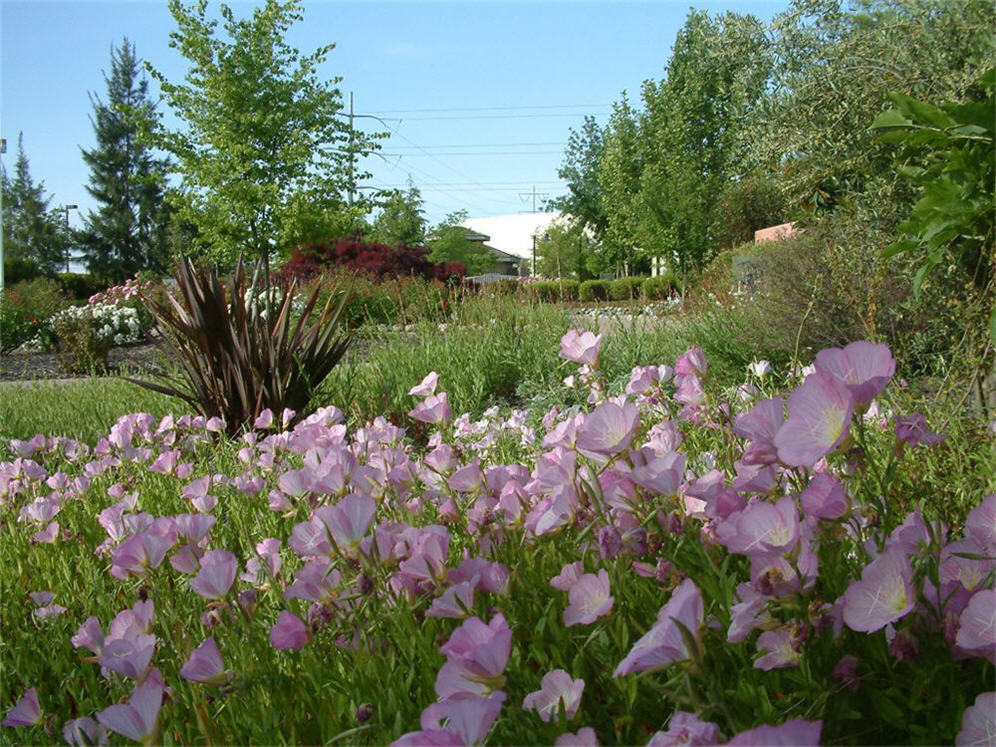 Primroses in Spring at Antelope Gardens