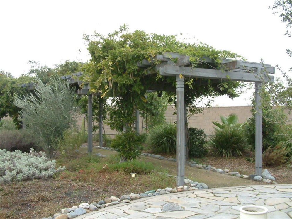 Sac Suburban Trellis in Fall