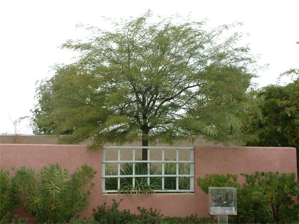Wall and Tree Detail