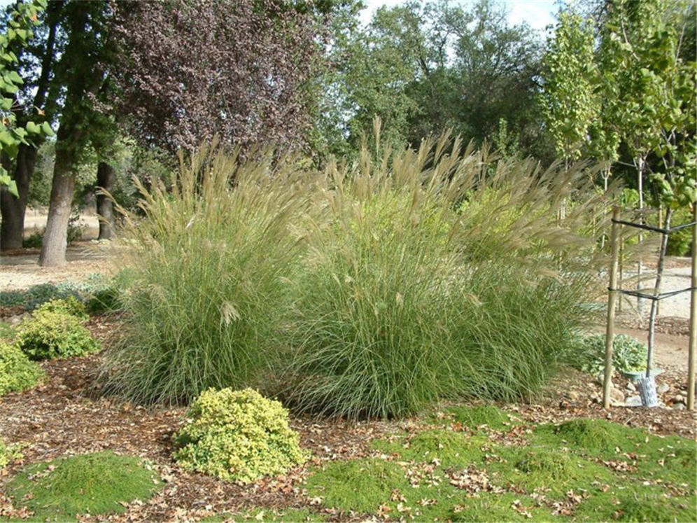 Stand of Grasses