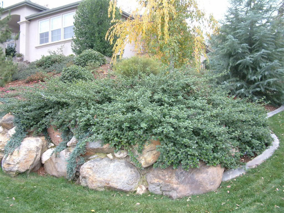 Ceonothus display