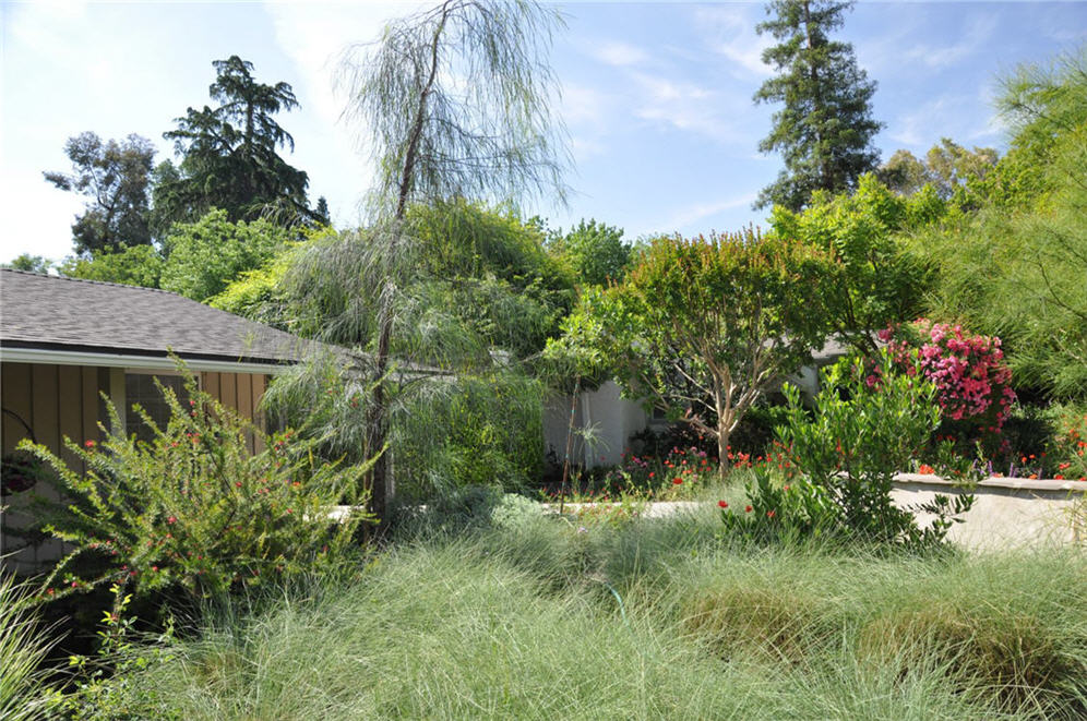 Airy Grasses